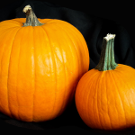 Deux citrouilles oranges sur fond noir
