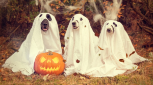 chiens déguisés en fantômes