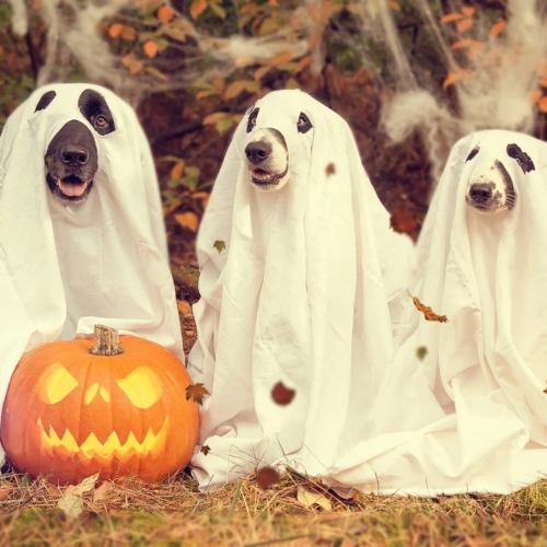 chiens déguisés en fantômes