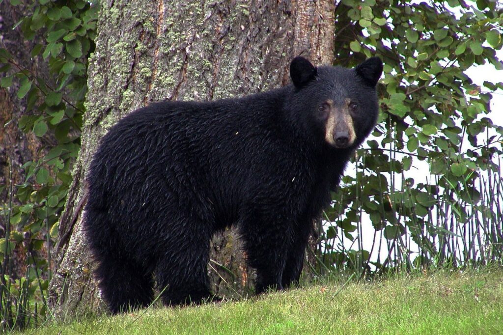 Ours noir en forêt. La radio de Fermont parle de la chasse 2021 sur le territoire de Fermont