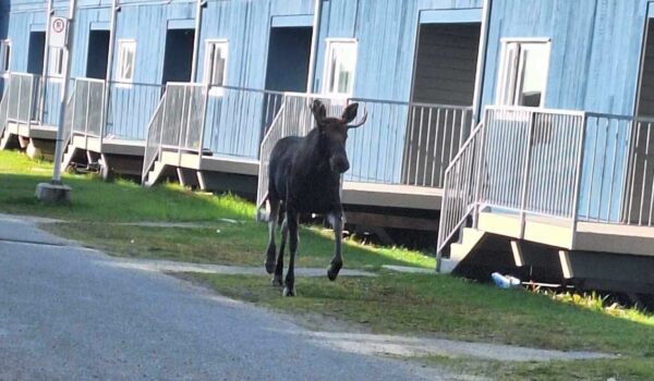 Un jeune orignal en balade dans les rues de Fermont