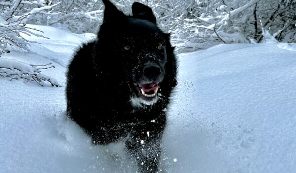 Les animaux de compagnie sont aussi à risque d’engelures causées par le froid